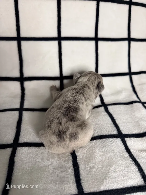 Penelope (Penny) – French Bulldog puppy for sale in Manteca, CA