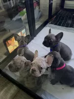 Ellie, a female French Bulldog for sale in Manteca, CA – 3 of 9