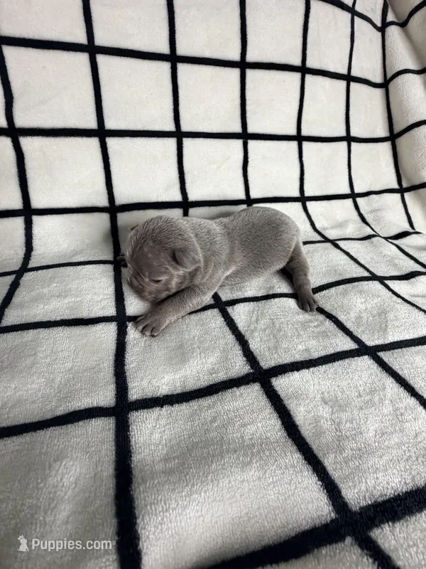 Austin – French Bulldog puppy for sale in Manteca, CA