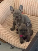 Macie, a female French Bulldog for sale in Manteca, CA – 6 of 9