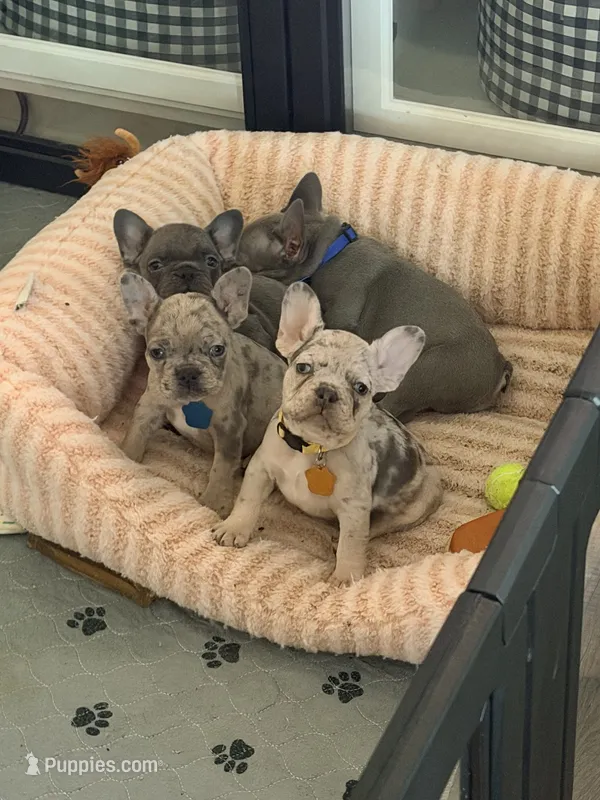 Lucy – French Bulldog puppy for sale in Manteca, CA