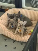 Lucy, a female French Bulldog for sale in Manteca, CA – 4 of 10