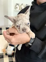 Penelope (Penny), a female French Bulldog for sale in Manteca, CA – 5 of 9