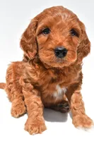 Ellie, a female Miniature Goldendoodle for sale in Baltic, OH – 4 of 8