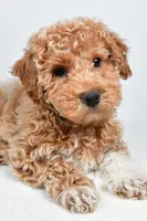 Sophie, a female Bichpoo for sale in Baltic, OH – 10 of 10