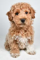Sophie, a female Bichpoo for sale in Baltic, OH – 2 of 10