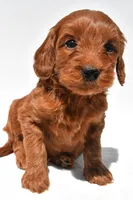 Teddy, a male Miniature Goldendoodle for sale in Baltic, OH – 6 of 8