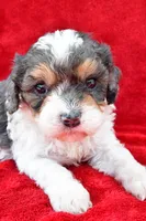 Addie, a female Cavapoo for sale in Baltic, OH – 4 of 6