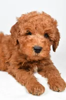 Winston, a male Miniature Goldendoodle for sale in Baltic, OH – 4 of 6