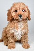 Murphy, a male Cavapoo for sale in Baltic, OH – 8 of 9