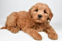 Chloe, a female Miniature Goldendoodle for sale in Baltic, OH – 5 of 6