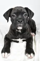 processed/cfc10f68-315f-46a7-8513-a597ad1b79c4/listing/0bb7f3b9-d902-4534-8601-0ed2bd347baf/5b9db0f1-346c-41ce-af08-1aeae2658fd6