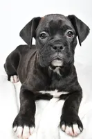 processed/cfc10f68-315f-46a7-8513-a597ad1b79c4/listing/0bb7f3b9-d902-4534-8601-0ed2bd347baf/e79cbebe-2211-4dc2-9daa-c9eeedac777f