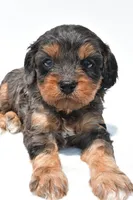 Piper, a male Cavapoo for sale in Baltic, OH – 2 of 8
