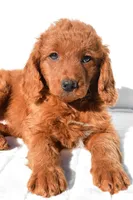 Dolly, a female Miniature Goldendoodle for sale in Baltic, OH – 1 of 7