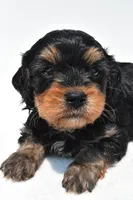 Bacter, a male Cavapoo for sale in Baltic, OH – 8 of 9