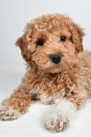 Sophie, a female Bichpoo for sale in Baltic, OH – 3 of 10
