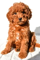 Cinnamon , a male Miniature Goldendoodle for sale in Baltic, OH – 5 of 8