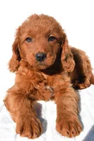 Dolly, a female Miniature Goldendoodle for sale in Baltic, OH – 4 of 7