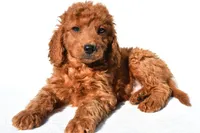Aspen, a male Miniature Goldendoodle for sale in Baltic, OH – 6 of 6
