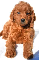 Tucker, a male Miniature Goldendoodle for sale in Baltic, OH – 4 of 6