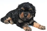 Gracie, a female Cavapoo for sale in Baltic, OH – 6 of 8