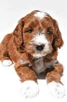 Ace, a male Miniature Goldendoodle for sale in Baltic, OH – 6 of 8