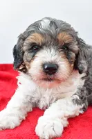 Harper, a male Cavapoo for sale in Baltic, OH – 8 of 8