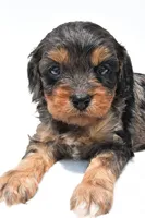 Piper, a male Cavapoo for sale in Baltic, OH – 3 of 8
