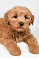 Chloe, a female Miniature Goldendoodle for sale in Baltic, OH – 2 of 6