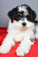 Ginger, a female Miniature Bernedoodle for sale in Baltic, OH – 4 of 9