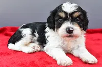 Teddy, a male Cavapoo for sale in Baltic, OH – 5 of 9