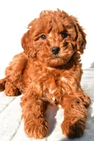 Cinnamon , a male Miniature Goldendoodle for sale in Baltic, OH – 8 of 8