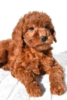 Gracie, a female Miniature Goldendoodle for sale in Baltic, OH – 6 of 6