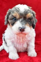 Addie, a female Cavapoo for sale in Baltic, OH – 3 of 6