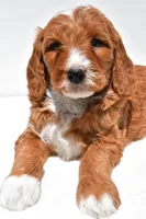 Archer, a male Miniature Goldendoodle for sale in Baltic, OH – 4 of 7