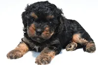 Gracie, a female Cavapoo for sale in Baltic, OH – 8 of 8