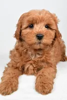 Theo, a male Miniature Goldendoodle for sale in Baltic, OH – 4 of 6