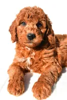 Pumpkin , a male Miniature Goldendoodle for sale in Baltic, OH – 2 of 9