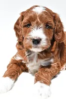 Ace, a male Miniature Goldendoodle for sale in Baltic, OH – 4 of 8