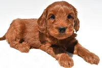 Teddy, a male Miniature Goldendoodle for sale in Baltic, OH – 2 of 8