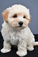 Bella , a male Maltipoo for sale in Baltic, OH – 3 of 7