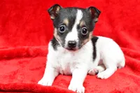 processed/cfc10f68-315f-46a7-8513-a597ad1b79c4/listing/25daea2d-12f4-421b-a55f-b8ddeda63cfe/b913f2b6-0cf3-4815-9847-331a632ffdb0