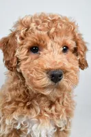 Sophie, a female Bichpoo for sale in Baltic, OH – 4 of 10
