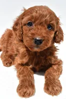 Ruby, a female Miniature Goldendoodle for sale in Baltic, OH – 6 of 8