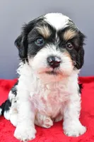 Teddy, a male Cavapoo for sale in Baltic, OH – 2 of 9