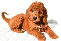Pumpkin , a male Miniature Goldendoodle for sale in Baltic, OH – 7 of 9