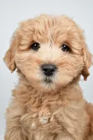 Louie, a male Miniature Goldendoodle for sale in Baltic, OH – 3 of 5
