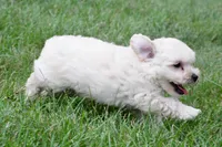 Milo, a male Maltipoo for sale in Baltic, OH – 3 of 8