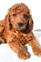Aspen, a male Miniature Goldendoodle for sale in Baltic, OH – 5 of 6